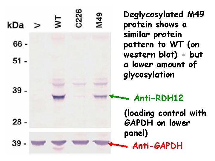Deglycosylated M 49 protein shows a similar protein pattern to WT (on western blot)