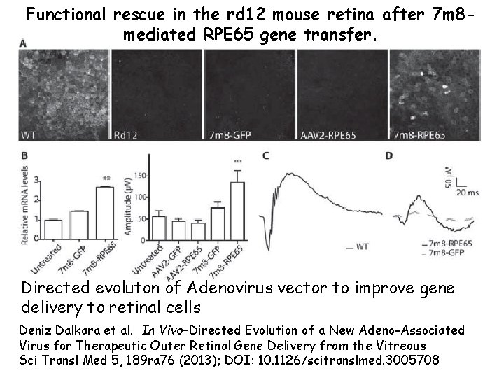 Functional rescue in the rd 12 mouse retina after 7 m 8 mediated RPE