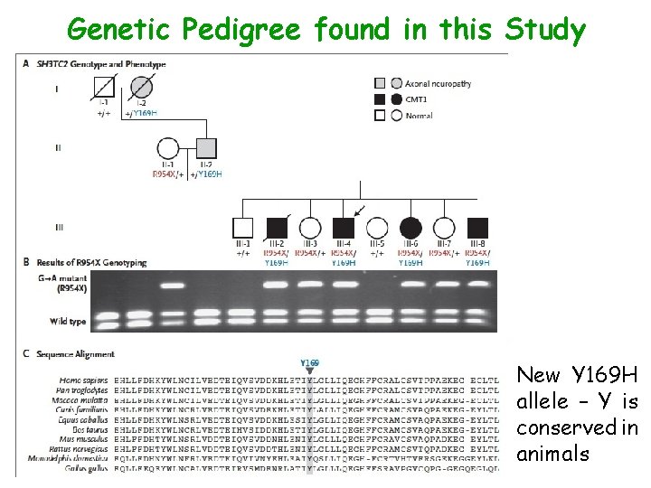 Genetic Pedigree found in this Study New Y 169 H allele – Y is