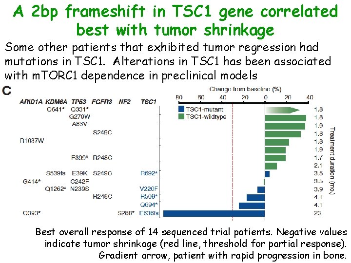 A 2 bp frameshift in TSC 1 gene correlated best with tumor shrinkage Some