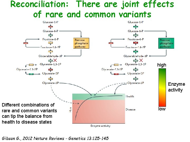 Reconciliation: There are joint effects of rare and common variants high Enzyme activity Different