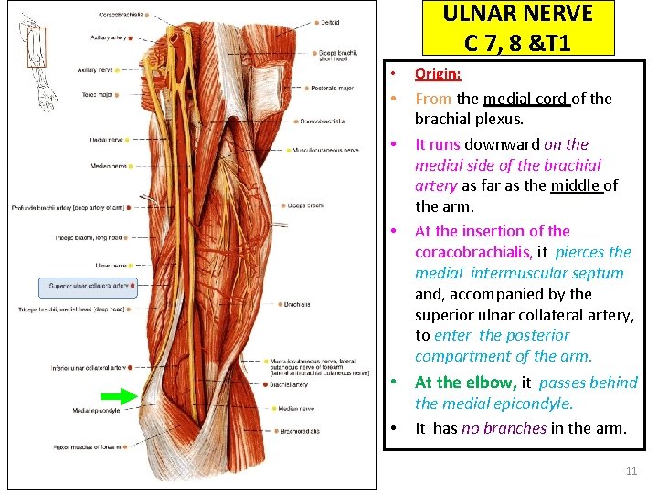 ULNAR NERVE C 7, 8 &T 1 • Origin: • From the medial cord