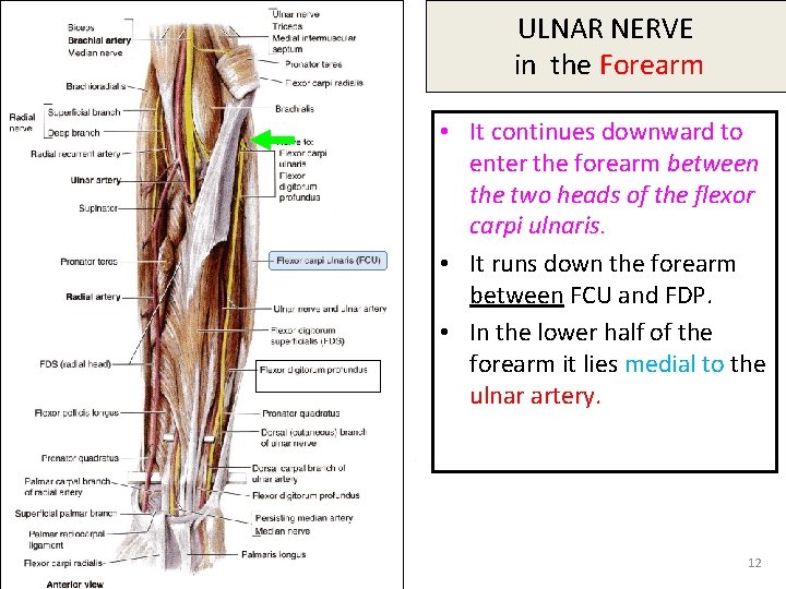 ULNAR NERVE in the Forearm • It continues downward to enter the forearm between