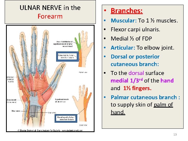 ULNAR NERVE in the Forearm • Branches: Muscular To 1 ½ muscles. Flexor carpi