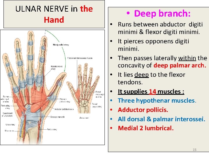 ULNAR NERVE in the Hand • Deep branch: • Runs between abductor digiti minimi