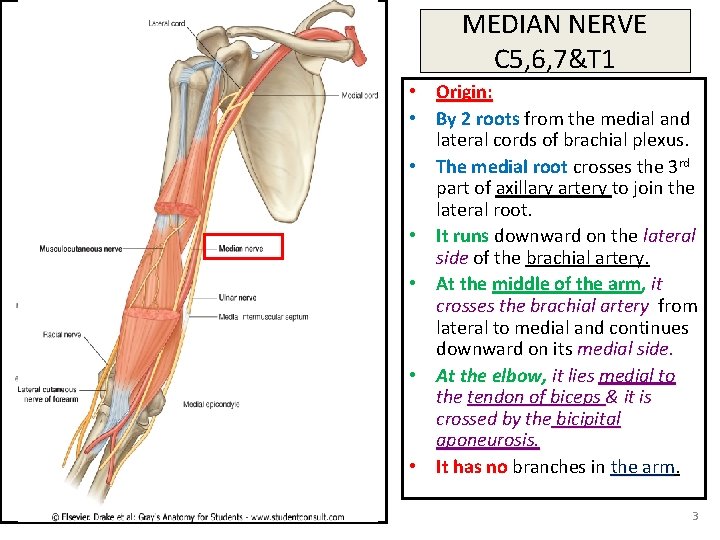 MEDIAN NERVE C 5, 6, 7&T 1 • Origin: • By 2 roots from