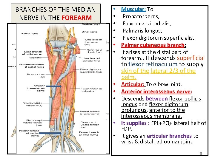 BRANCHES OF THE MEDIAN NERVE IN THE FOREARM • Muscular: To • Pronator teres,