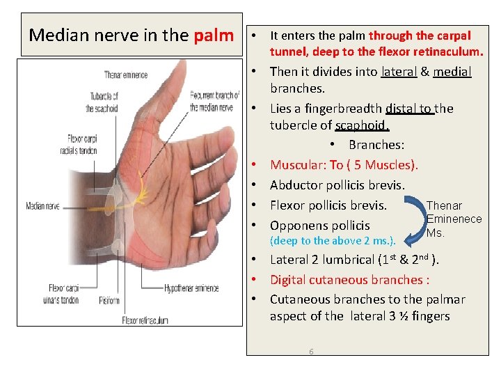 Median nerve in the palm • It enters the palm through the carpal tunnel,