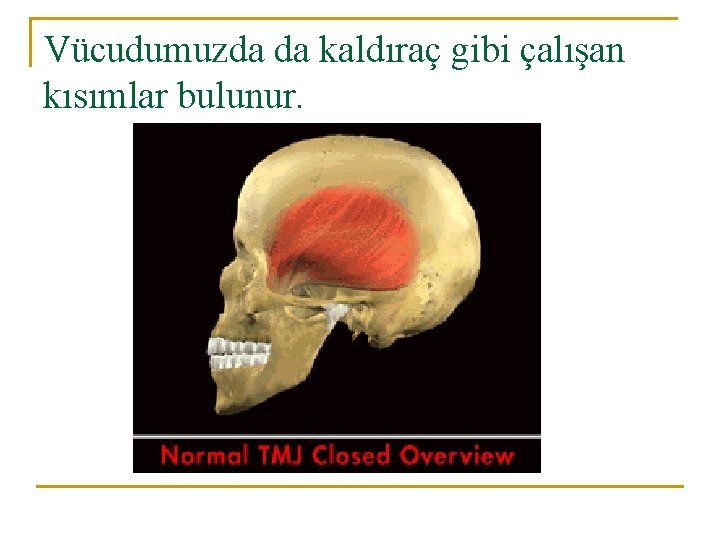 Vücudumuzda da kaldıraç gibi çalışan kısımlar bulunur. 