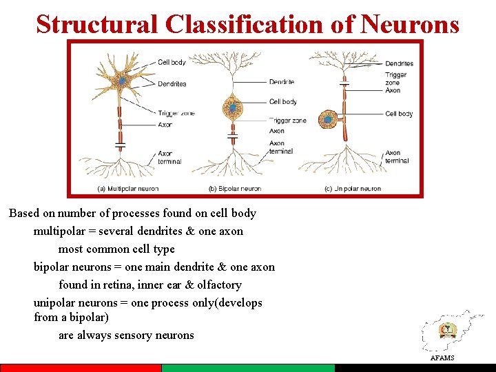 Structural Classification of Neurons Based on number of processes found on cell body multipolar