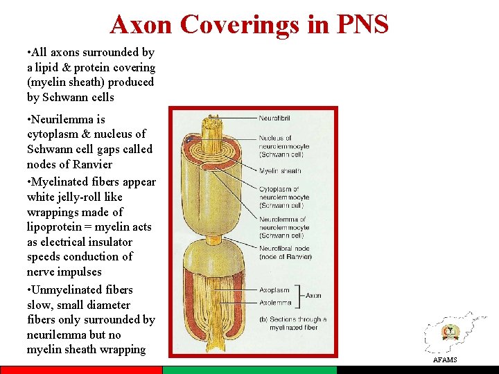 Axon Coverings in PNS • All axons surrounded by a lipid & protein covering