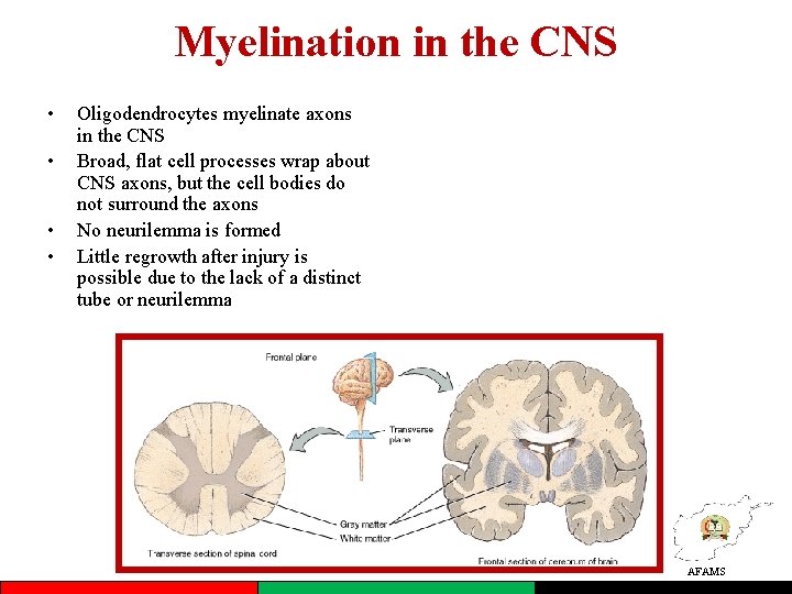 Myelination in the CNS • • Oligodendrocytes myelinate axons in the CNS Broad, flat