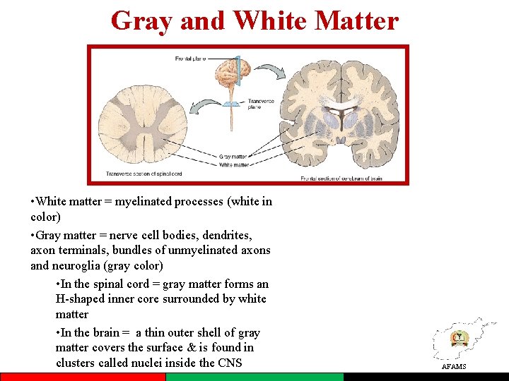 Gray and White Matter • White matter = myelinated processes (white in color) •