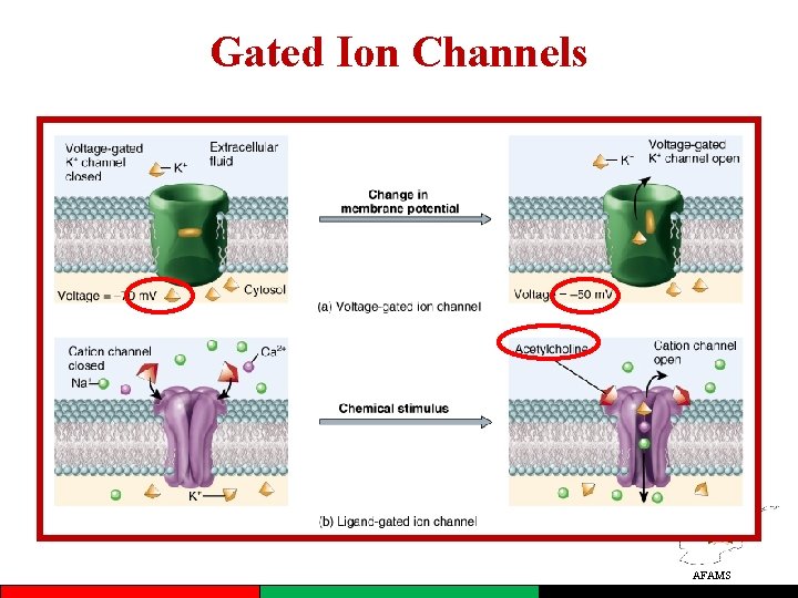 Gated Ion Channels AFAMS 