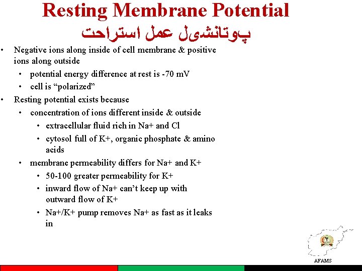  • • Resting Membrane Potential پﻮﺗﺎﻧﺸیﻞ ﻋﻤﻞ ﺍﺳﺘﺮﺍﺣﺖ Negative ions along inside of