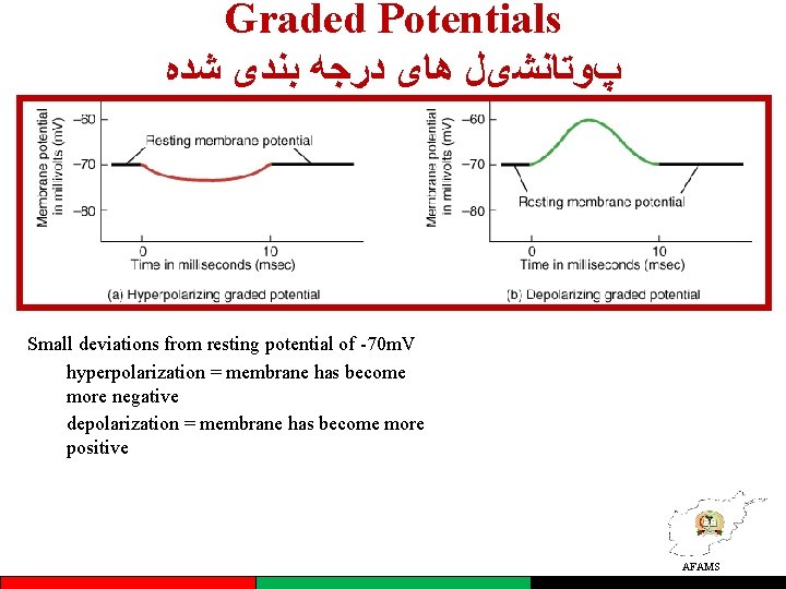 Graded Potentials پﻮﺗﺎﻧﺸیﻞ ﻫﺎی ﺩﺭﺟﻪ ﺑﻨﺪی ﺷﺪﻩ Small deviations from resting potential of -70