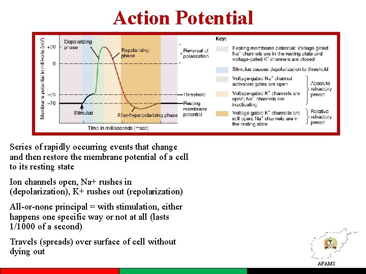 Action Potential Series of rapidly occurring events that change and then restore the membrane