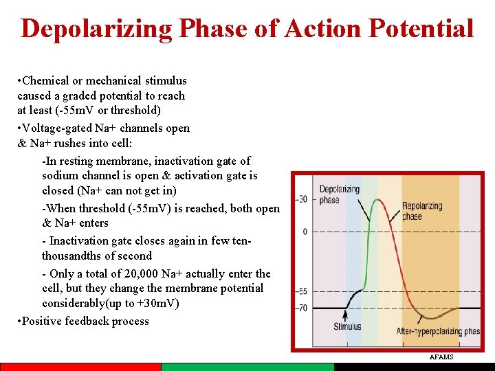 Depolarizing Phase of Action Potential • Chemical or mechanical stimulus caused a graded potential