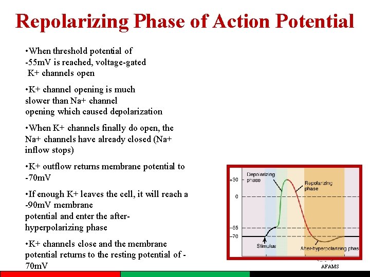 Repolarizing Phase of Action Potential • When threshold potential of -55 m. V is