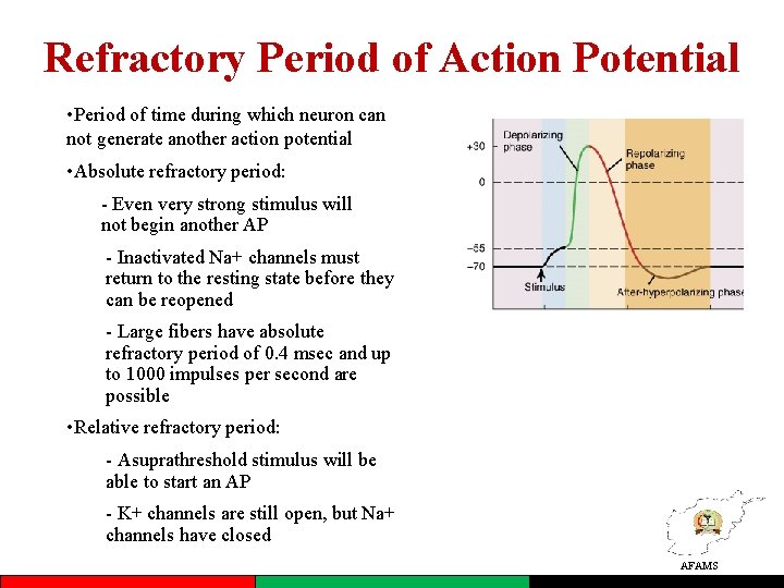 Refractory Period of Action Potential • Period of time during which neuron can not