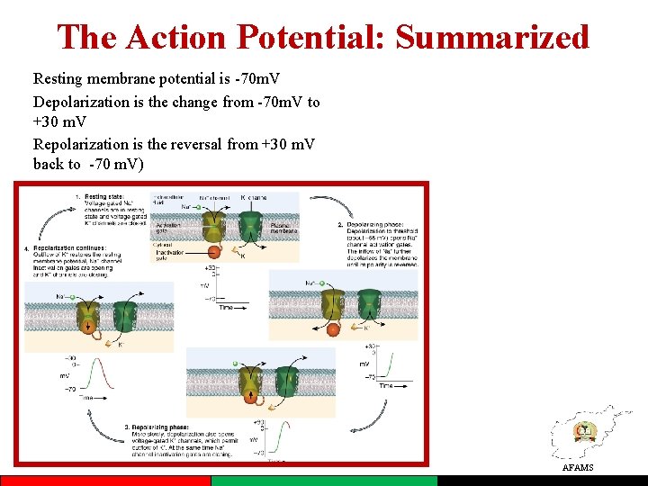 The Action Potential: Summarized Resting membrane potential is -70 m. V Depolarization is the