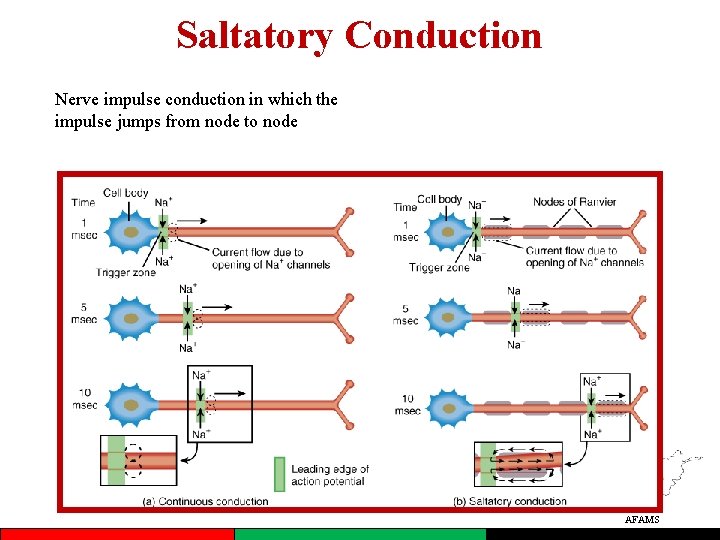 Saltatory Conduction Nerve impulse conduction in which the impulse jumps from node to node