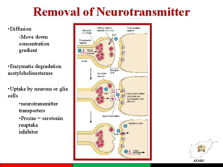 Removal of Neurotransmitter • Diffusion -Move down concentration gradient • Enzymatic degradation acetylcholinesterase •
