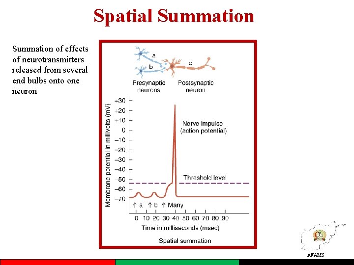 Spatial Summation of effects of neurotransmitters released from several end bulbs onto one neuron