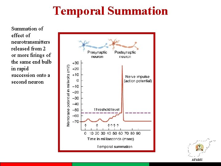 Temporal Summation of effect of neurotransmitters released from 2 or more firings of the