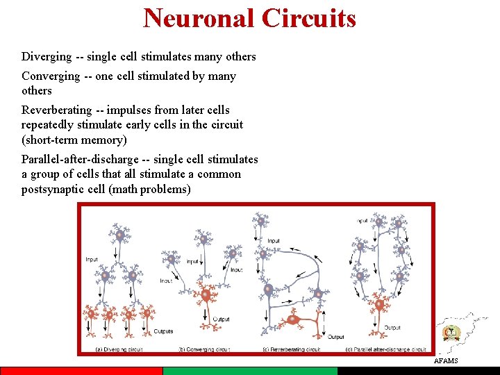 Neuronal Circuits Diverging -- single cell stimulates many others Converging -- one cell stimulated