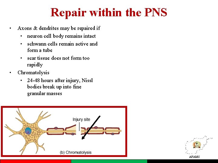 Repair within the PNS • • Axons & dendrites may be repaired if •