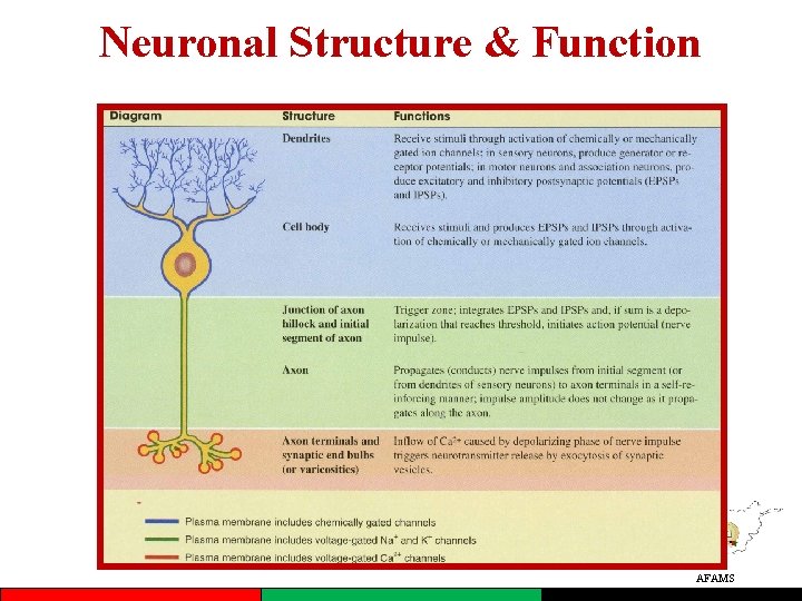 Neuronal Structure & Function AFAMS 