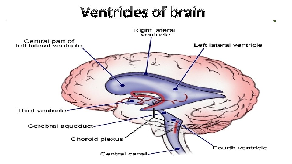 Ventricles of brain 