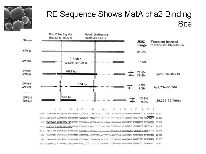 RE Sequence Shows Mat. Alpha 2 Binding Site 