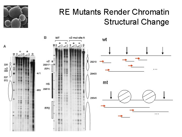 RE Mutants Render Chromatin Structural Change wt … mt … 