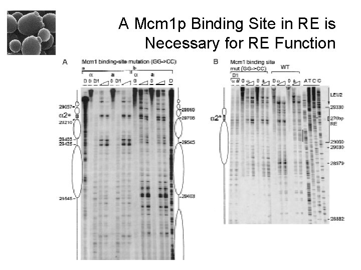 A Mcm 1 p Binding Site in RE is Necessary for RE Function 
