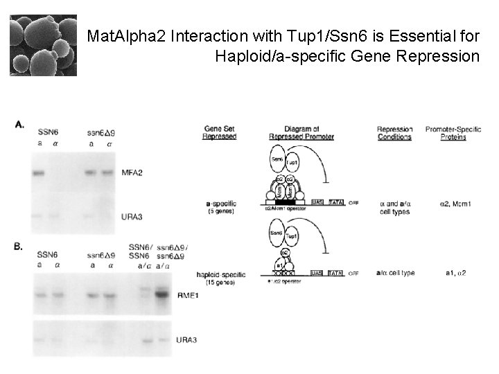 Mat. Alpha 2 Interaction with Tup 1/Ssn 6 is Essential for Haploid/a-specific Gene Repression