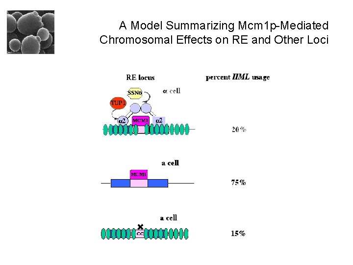 A Model Summarizing Mcm 1 p-Mediated Chromosomal Effects on RE and Other Loci 
