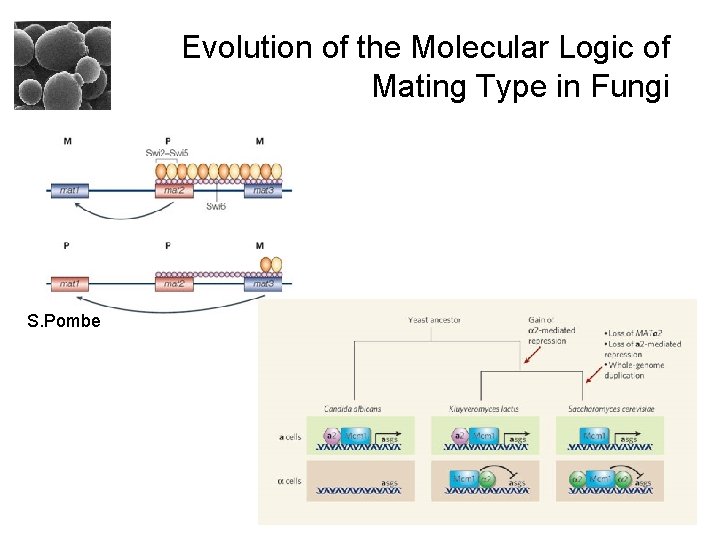 Evolution of the Molecular Logic of Mating Type in Fungi S. Pombe 