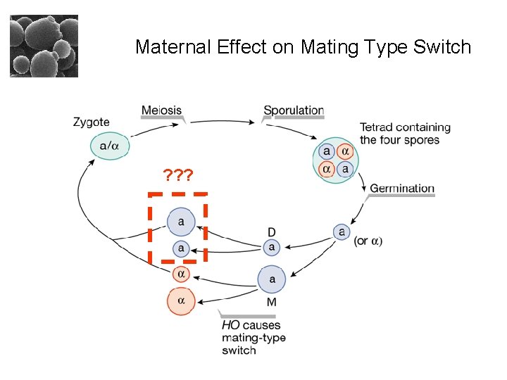 Maternal Effect on Mating Type Switch ? ? ? 