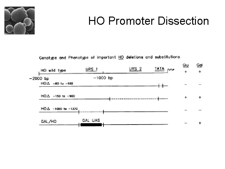 HO Promoter Dissection 