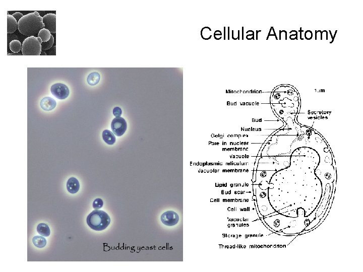 Cellular Anatomy 