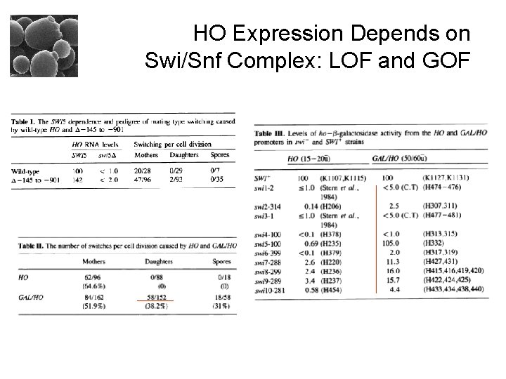 HO Expression Depends on Swi/Snf Complex: LOF and GOF 
