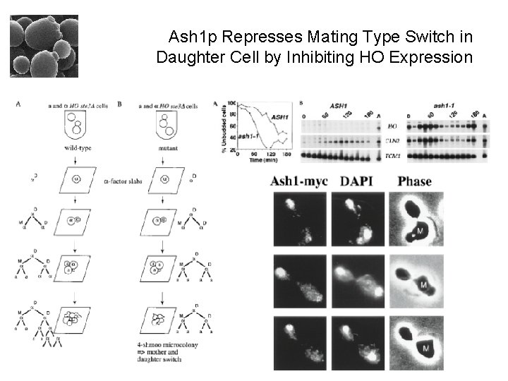 Ash 1 p Represses Mating Type Switch in Daughter Cell by Inhibiting HO Expression