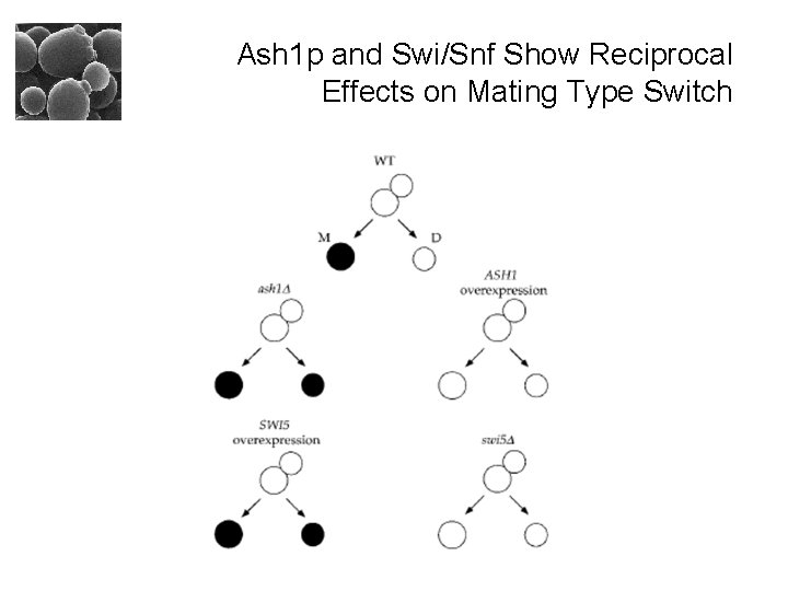 Ash 1 p and Swi/Snf Show Reciprocal Effects on Mating Type Switch 