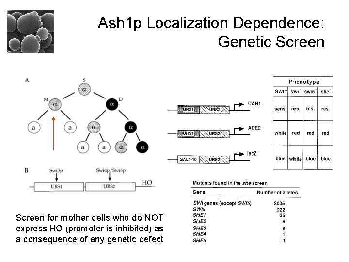 Ash 1 p Localization Dependence: Genetic Screen for mother cells who do NOT express