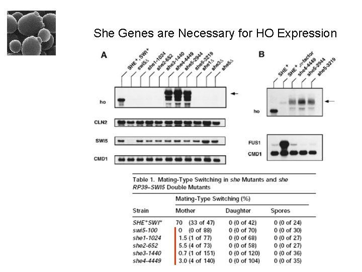 She Genes are Necessary for HO Expression 