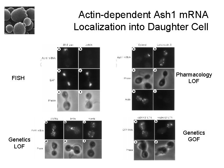 Actin-dependent Ash 1 m. RNA Localization into Daughter Cell FISH Genetics LOF Pharmacology LOF