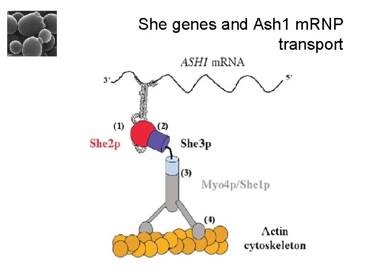 She genes and Ash 1 m. RNP transport 