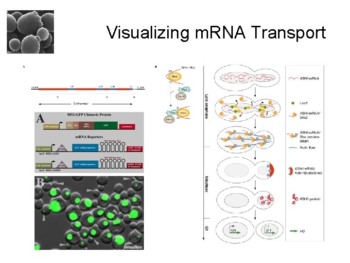 Visualizing m. RNA Transport 